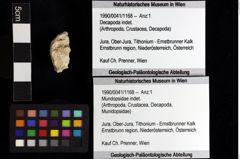 Foto (Objket + Etiketten) von Mundopsidae indet. 